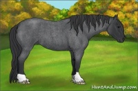 Horse Color:Blue Roan Frame