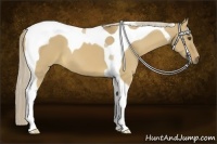 Horse Color:Palomino Dun Tobiano 