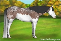 Horse Color:Bay Ice Sabino Splash