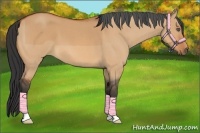 Horse Color:Bay Roan Dun 