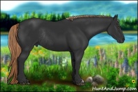 Horse Color:Liver Chestnut Rabicano