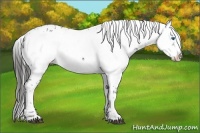 Horse Color:Liver Chestnut Frame