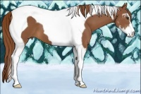 Horse Color:Chestnut Sabino Tobiano