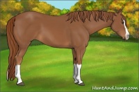 Horse Color:Chestnut Sabino Splash 
