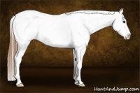 Horse Color:Smoky Grullo Splash Appaloosa 