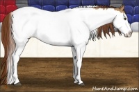 Horse Color:Red Dun Splash Tobiano