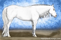 Horse Color:Silver Buckskin Dun Splash Appaloosa 