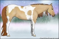 Horse Color:Red Dun Tobiano 