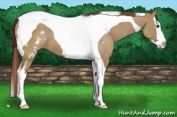 Horse Color:White Spotted Red Dun Splash Tobiano