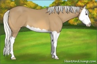 Horse Color:Silver Buckskin Splash
