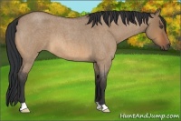 Horse Color:Bay Roan Dun 