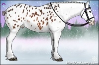 Horse Color:Bay Appaloosa