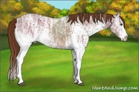 Horse Color:White Spotted Chestnut Ice Splash