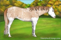 Horse Color:Gold Champagne Ice Splash 