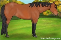 Horse Color:Unknown 