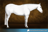 Horse Color:Blue Roan Appaloosa 