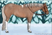 Horse Color:Silver Bay Roan Tobiano