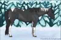 Horse Color:Blue Roan Tobiano