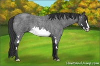 Horse Color:Blue Roan Splash Frame 