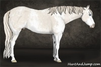 Horse Color:Smoky Creme Ice Sabino Splash Rabicano 