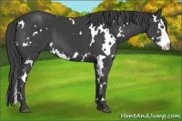 Horse Color:White Spotted Smoky Black Splash Frame 