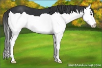 Horse Color:Black Splash