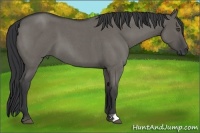 Horse Color:Grullo Roan
