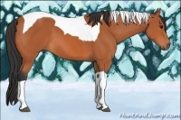 Horse Color:Bay Tobiano 