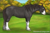 Horse Color:Liver Red Roan Sabino Splash Frame