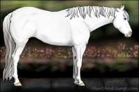 Horse Color:White Spotted Black Splash Appaloosa