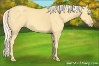 Horse Color:Gold Cream Champagne