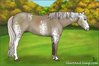 Horse Color:White Spotted Silver Grullo Sabino