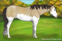 Horse Color:Classic Champagne Dun Sabino Splash 