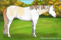 Horse Color:White Spotted Gold Champagne Roan Dun Splash