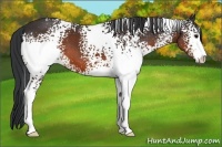 Horse Color:White Spotted Brown Sabino