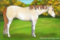 Horse Color:White Spotted Classic Champagne Pearl Dun Splash