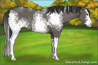 Horse Color:White Spotted Grullo Sabino Splash 