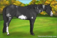 Horse Color:White Spotted Black Frame