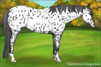 Horse Color:Black Near Leopard 