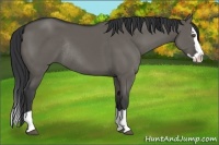 Horse Color:Grullo Sabino Splash Rabicano 