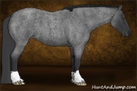 Horse Color:Blue Roan 