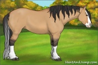 Horse Color:Bay Dun Splash 
