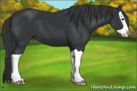 Horse Color:Black Splash 