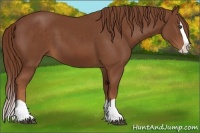 Horse Color:Chestnut Splash 