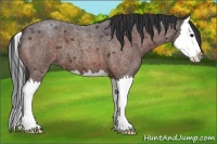 Horse Color:Bay Roan Splash 