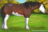 Horse Color:Bay Roan Splash 