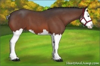Horse Color:Bay Roan Splash