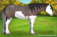Horse Color:Bay Roan Splash 