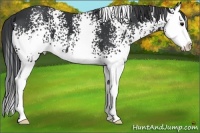Horse Color:White Spotted Black Splash