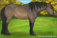 Horse Color:Buckskin 
